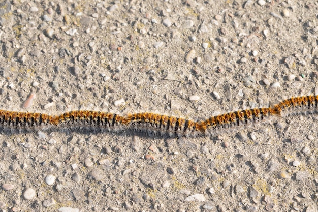 Hairy caterpillars in a row pine processionary dangerous for man and animals