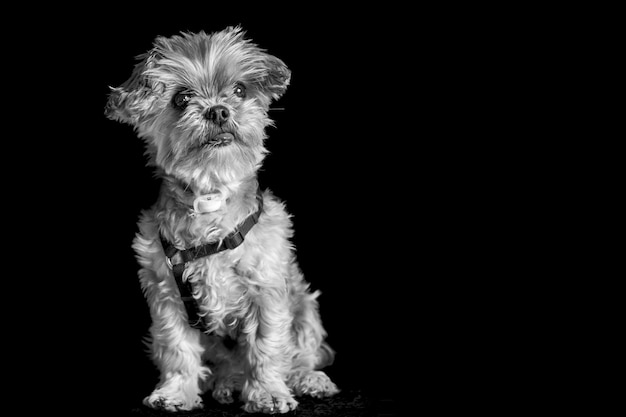 Photo hairy dog looking up against black background