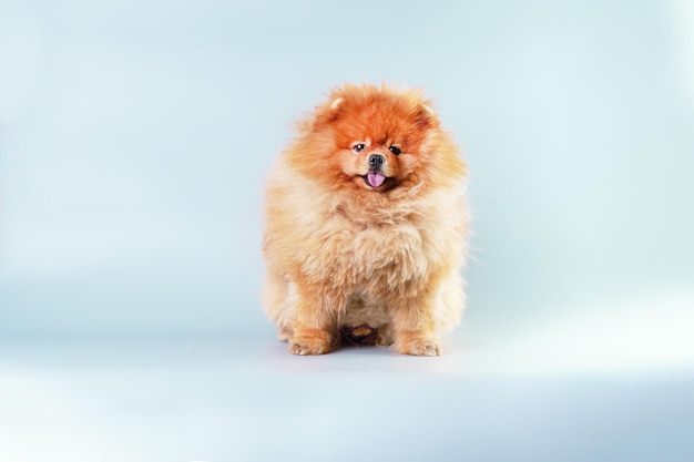 カメラを見て座っている明るい背景の前で毛むくじゃらの犬スピッツ スタジオ写真