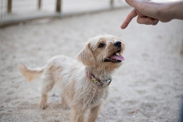 Волосатая собака с высунутым языком смотрит на ласкающую ее руку