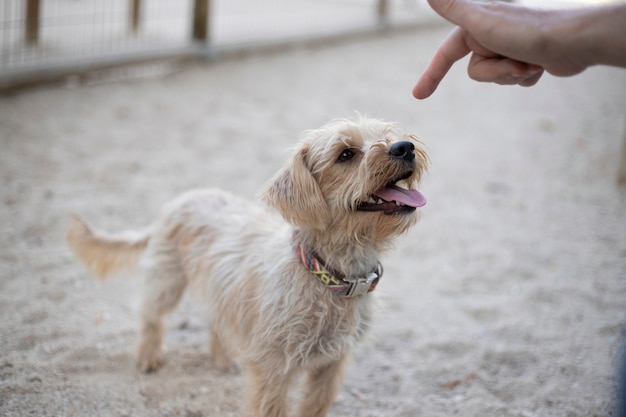 それを愛撫する手を見て舌を出している毛むくじゃらの犬