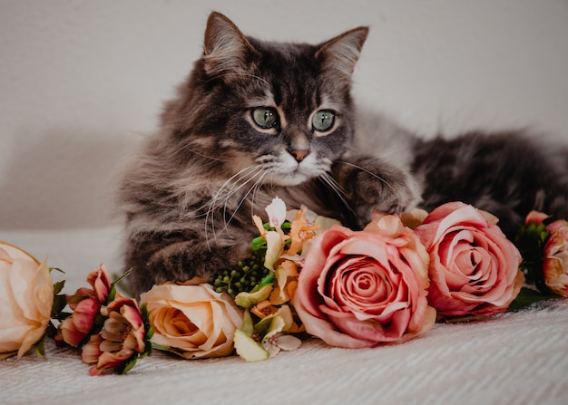 写真 ピンクと黄色の花でポーズをとる大きな緑色の目を持つ毛深い飼い猫。