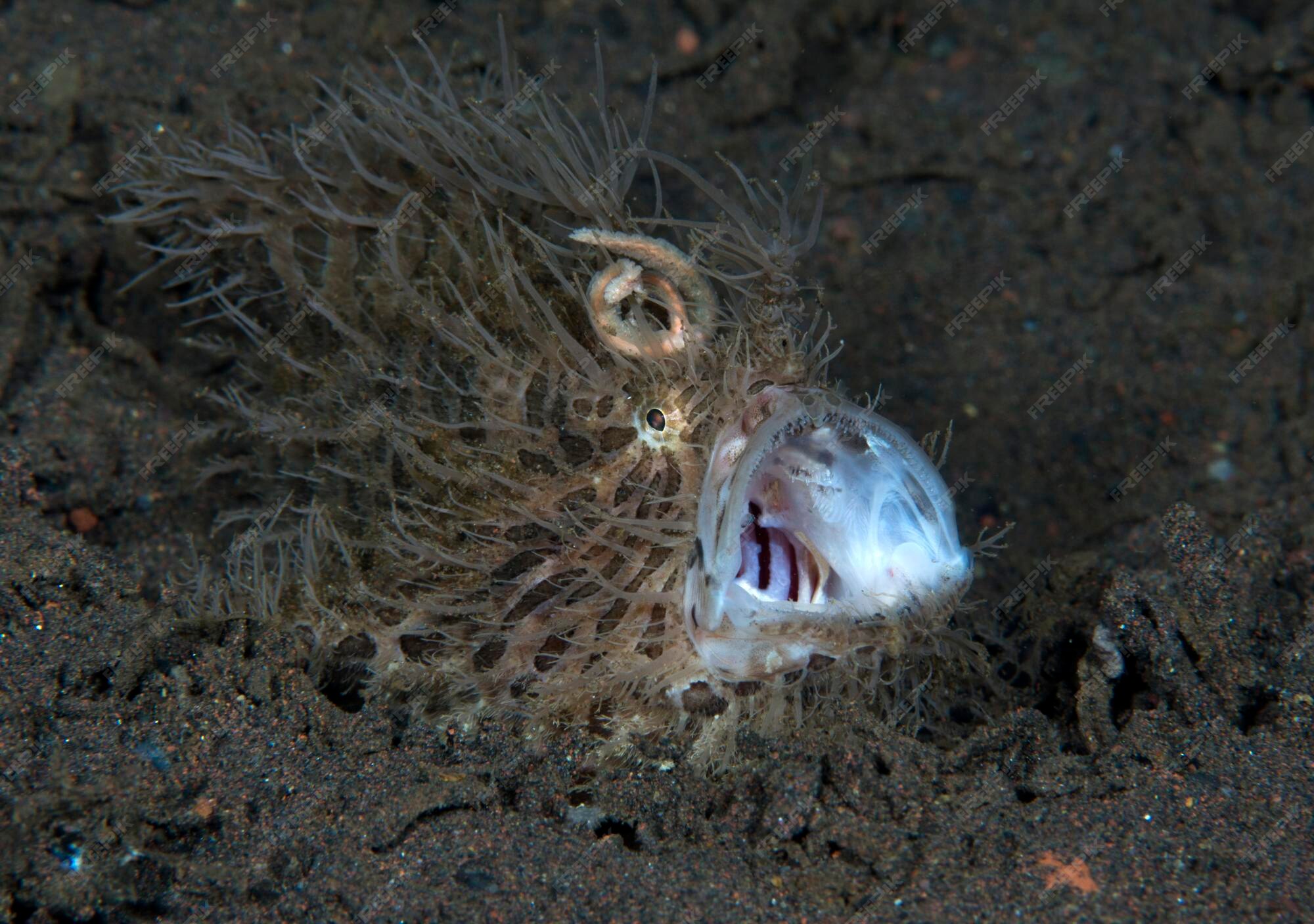 Premium Photo | A hairy frogfish yawns. underwater macro world of bali