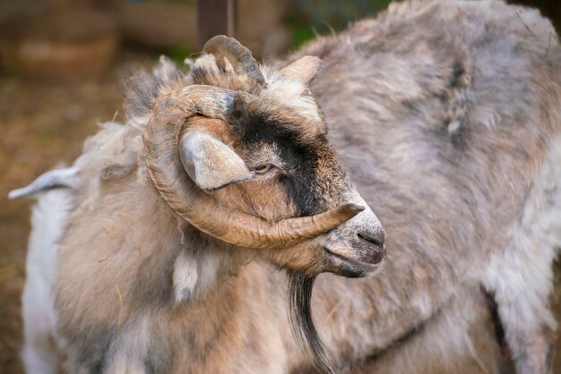 Hairy goat portrait with curly horns in the zoo, mammal animals