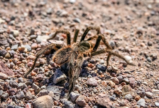 Hairy Patagonian Spider