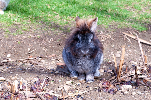 Photo hairy rabbit