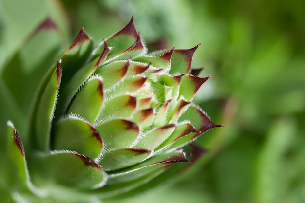 Hairy sempervivum plant in a green background