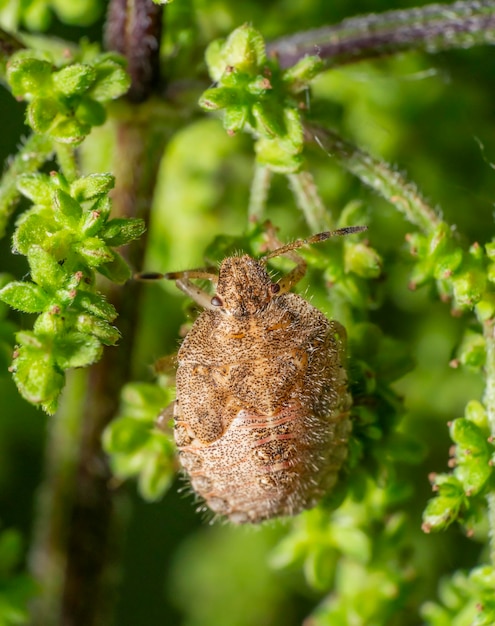 Photo hairy shieldbug