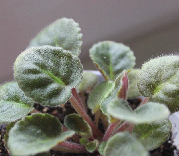 Hairy Stems And Shaggy Leaves Of Young Violet Plant Stock Photo With Soft Focus