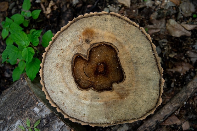 Hak de boom om. Ontbossing. Natuur. Ecologie.