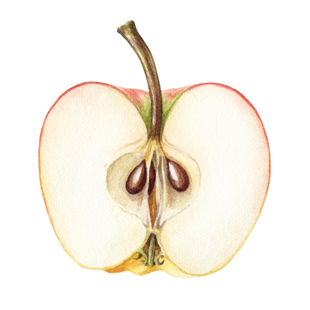 Half apple watercolor illustration Hand drawn half cut apple fruit element