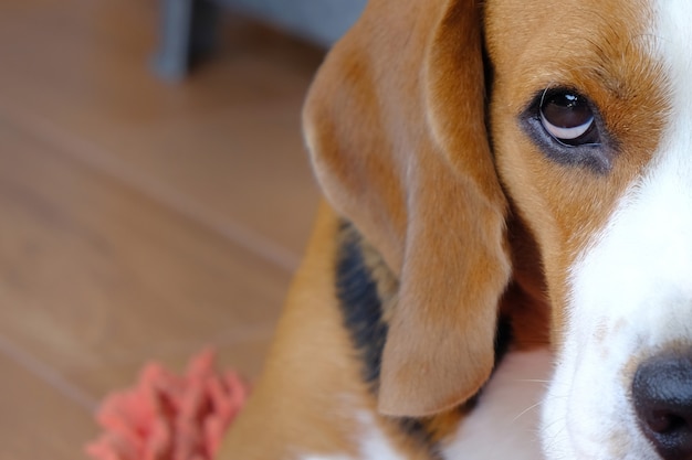 The half face of a beagle dog 