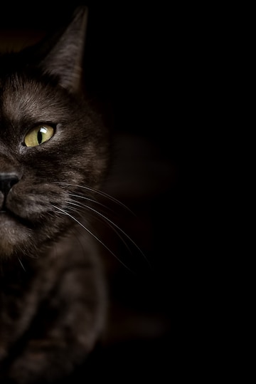 Black Cat Wallpaper Images - Free Download on Freepik Black Cat Wallpaper Images - Free Download on Freepik