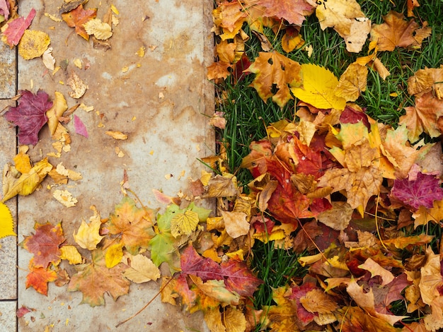 half frame of autumn leaves of bright redyellow color on green grass half frame of autumn leaves