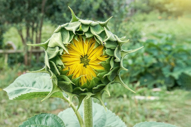 Half gesloten zonnebloem met gele bloemblaadjes groeit op het platteland op onscherpe achtergrond close-up