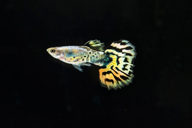 "half moon" betta fish with beautiful yellow and black skirt