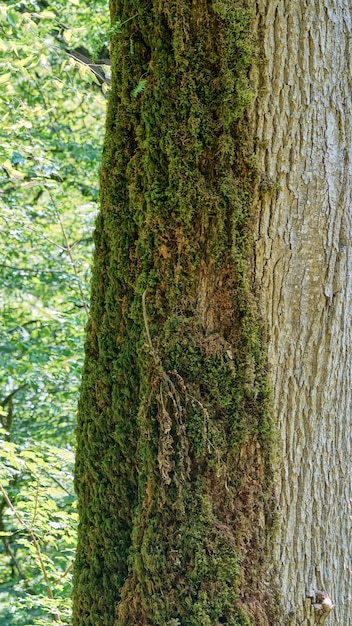 Un albero di muschio mezzo ricoperto di vegetazione, boschetto di bosso di tasso a sochi, russia