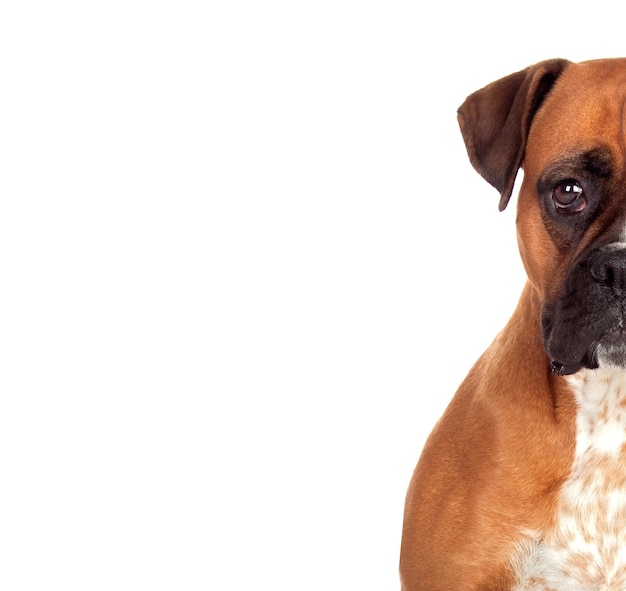 Half portrait of a brown boxer looking at camera  isolated on a white background