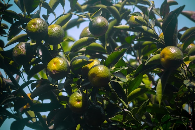 Half ripe citrus fruit brunch on the tree