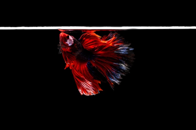 Foto halfmoon betta bel pesce. cattura il momento commovente bello del pesce siam betta