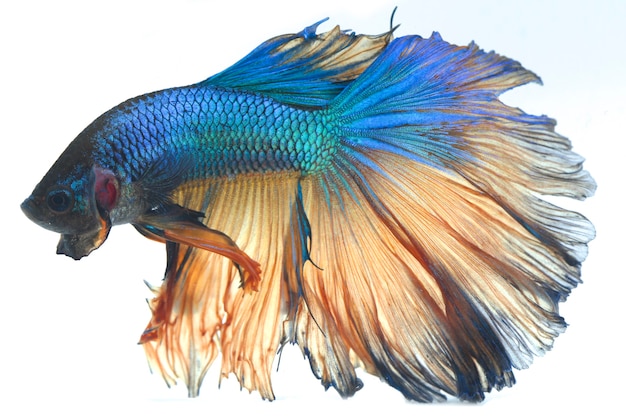 Halfmoon Betta Blue Боевые рыбы