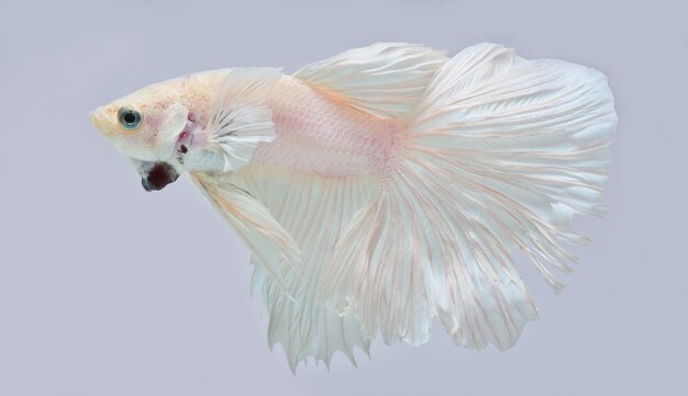 Полумесяц Betta Fish, сиамские боевые рыбы, Betta Splendens