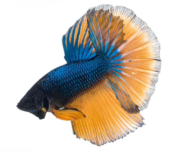 Halfmoon betta fish, siamese fighting fish, betta splendens