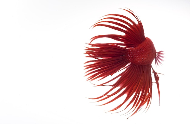 Полумесяц бетта-фиш сиамские бойцовые рыбки betta splendens