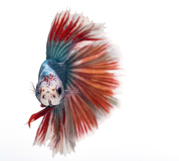 Полумесяц бетта-фиш сиамские бойцовые рыбки betta splendens