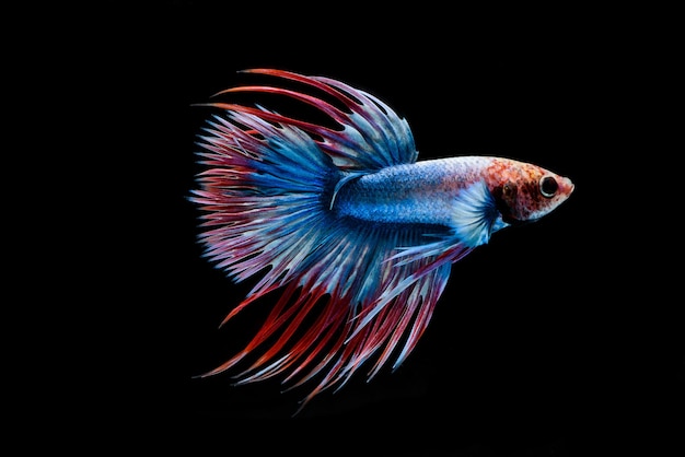 Полумесяц бетта-фиш сиамские бойцовые рыбки betta splendens