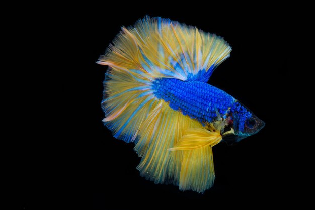 Halfmoon betta fish siamese fighting fish betta splendens