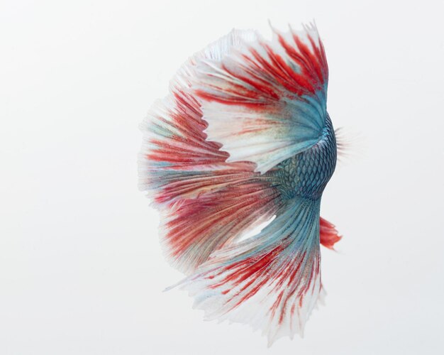 Halfmoon betta fish siamese fighting fish Capture moving of fish abstract background of fish tail