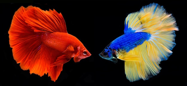 Halfmoon betta fish, siamese fighting fish, Capture moving of fish, Betta splendens