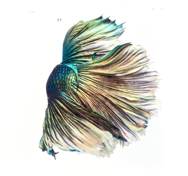 하프 문 베타 물고기, 샴 싸우는 물고기, 물고기의 움직임을 포착, Betta splendens