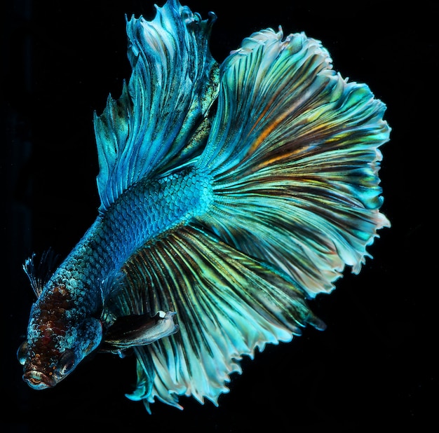 하프 문 베타 물고기, 샴 싸우는 물고기, 물고기의 움직임을 포착, Betta splendens