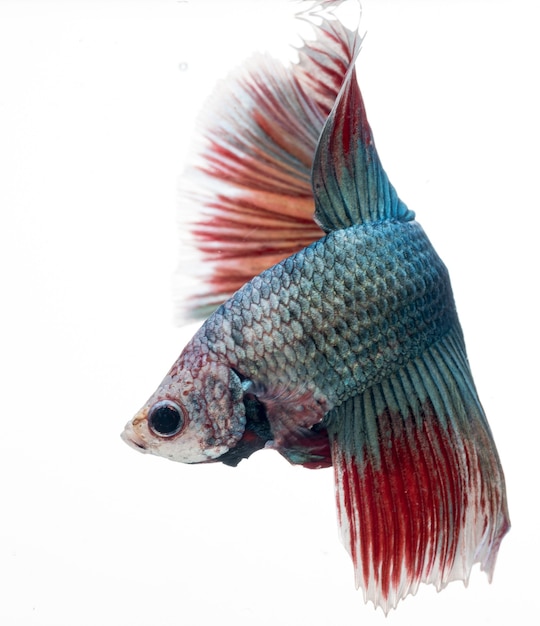 Halfmoon betta fish siamese fighting fish Capture moving of fish