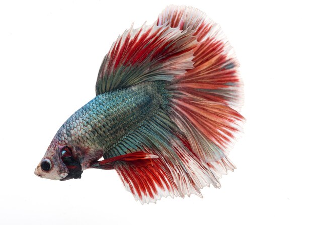 Halfmoon betta fish siamese fighting fish Capture moving of fish