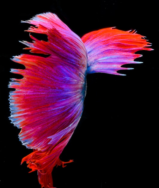 Фото Хальфум бетта рыба, сиамская боевая рыба, захват движения рыбы, бетта splendens