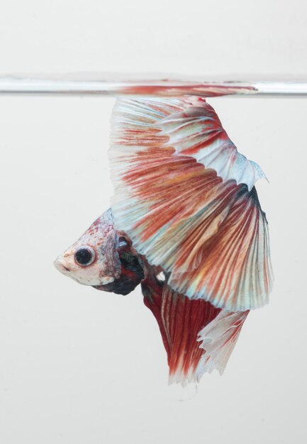 halfmoon betta fish siamese fighting fish