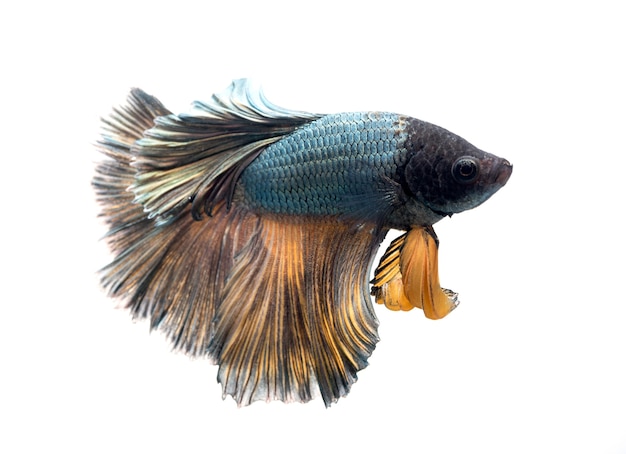 화이트에 Halfmoon betta 물고기