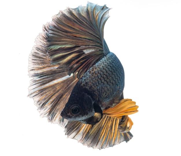 화이트에 Halfmoon betta 물고기