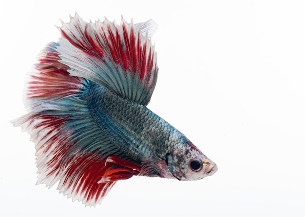 Halfmoon betta vis, siamese kempvis, betta splendens