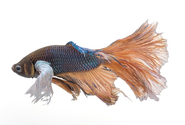 Halfmoon betta vis, siamese kempvis, betta splendens