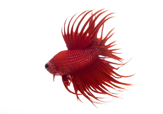 Halfmoon betta vis, siamese kempvis, betta splendens