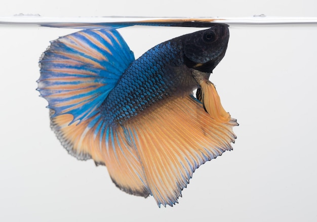 Halfmoon betta vis siamese kempvis betta splendens