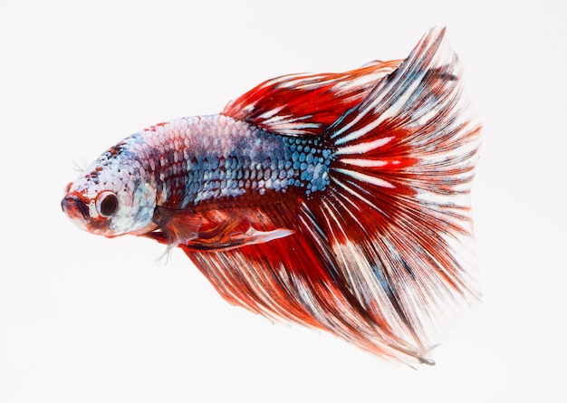 Halfmoon betta vis siamese kempvis betta splendens