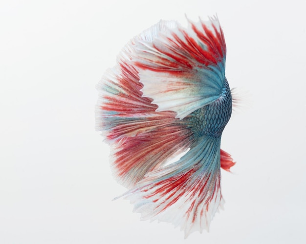 Halfmoon betta vis siamese kempvis Vastleggen van beweging van vis abstracte achtergrond van vissenstaart