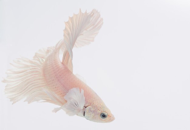 Halfmoon betta vis, siamese vechtvis, vangst van vis, Betta splendens