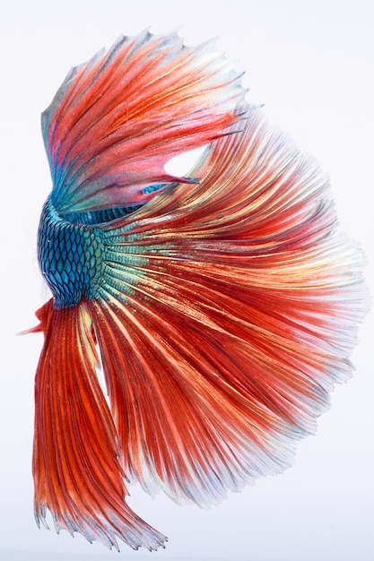 Halfmoon betta vis, siamese vechtvis, vangst van vis, Betta splendens