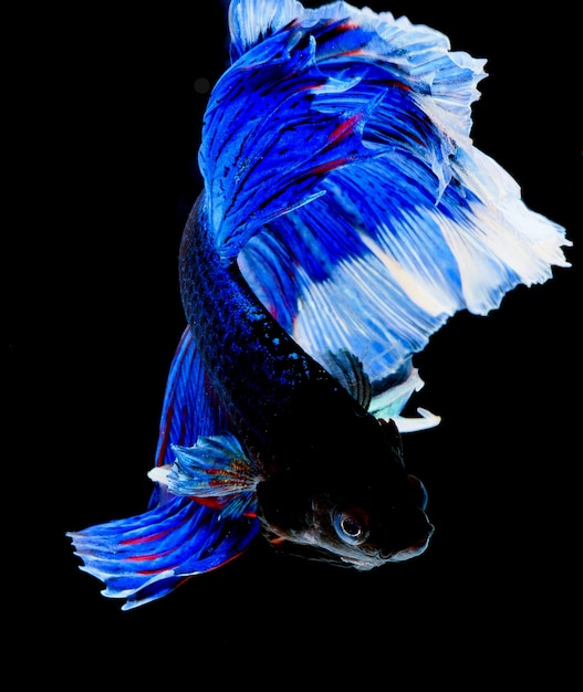 Halfmoon betta vis, siamese vechtvis, vangst van vis, Betta splendens